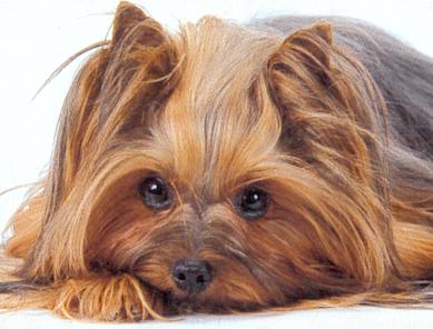 blog_gx_4469239_6599883_tr_yorki31454684_1_.jpg