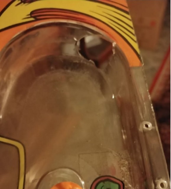 turtle.jpg