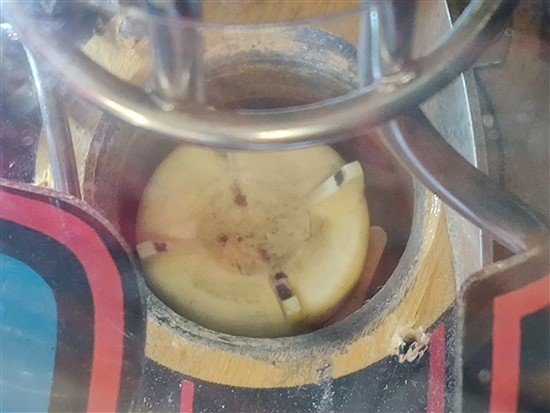 popper (550 x 413).jpg